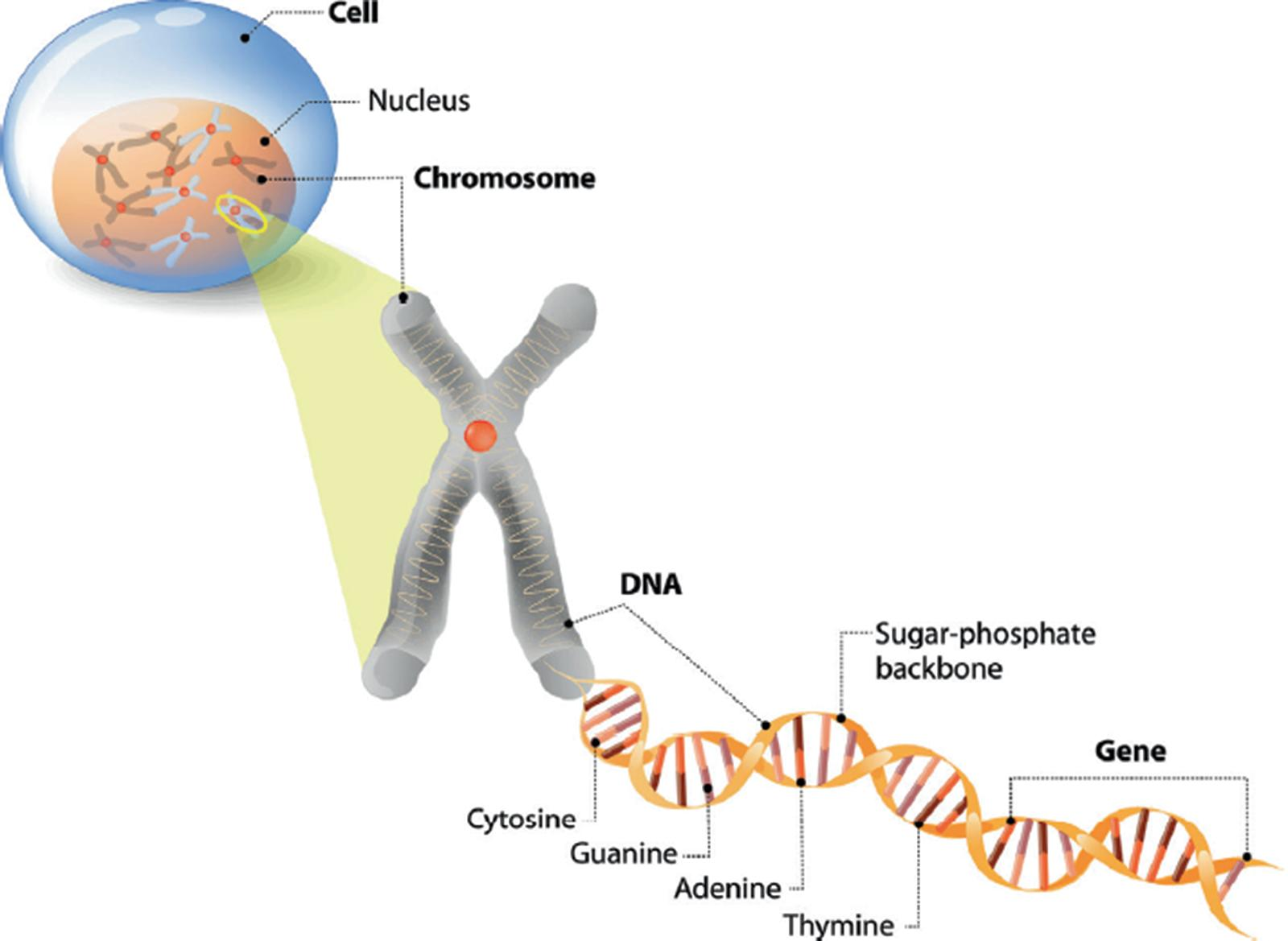 <p>Define genes</p>