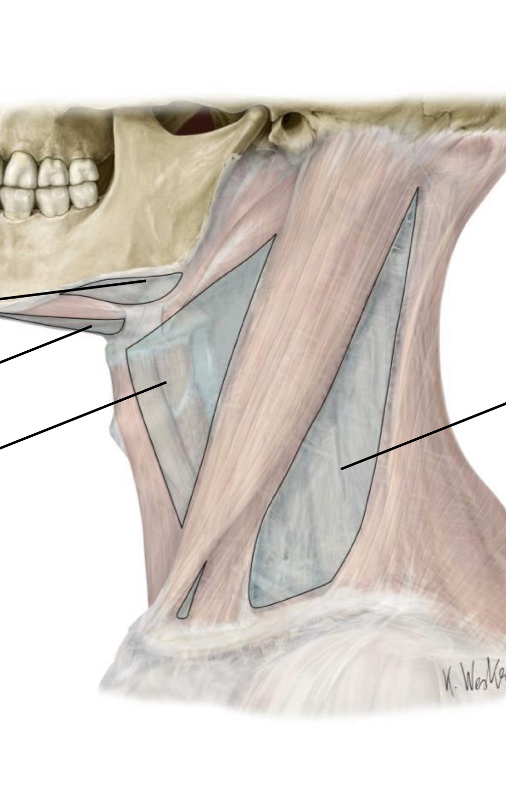 <p>Fill in the blank </p>