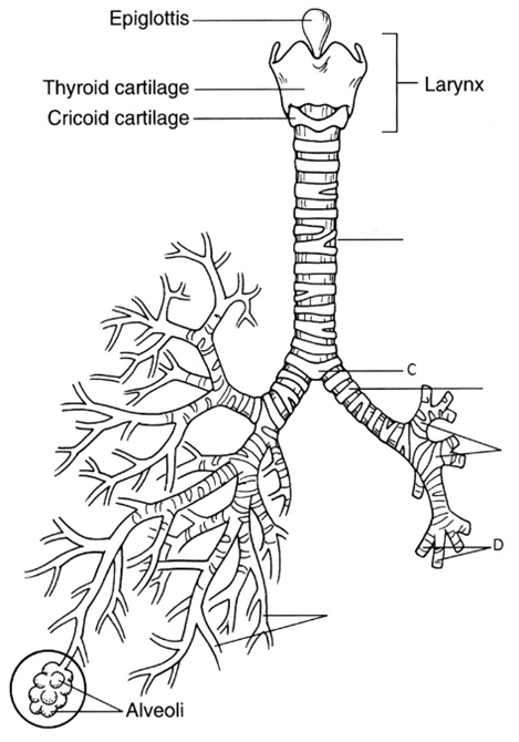 <p>Name the respiratory structure shown in the Figure, labeled as C</p>