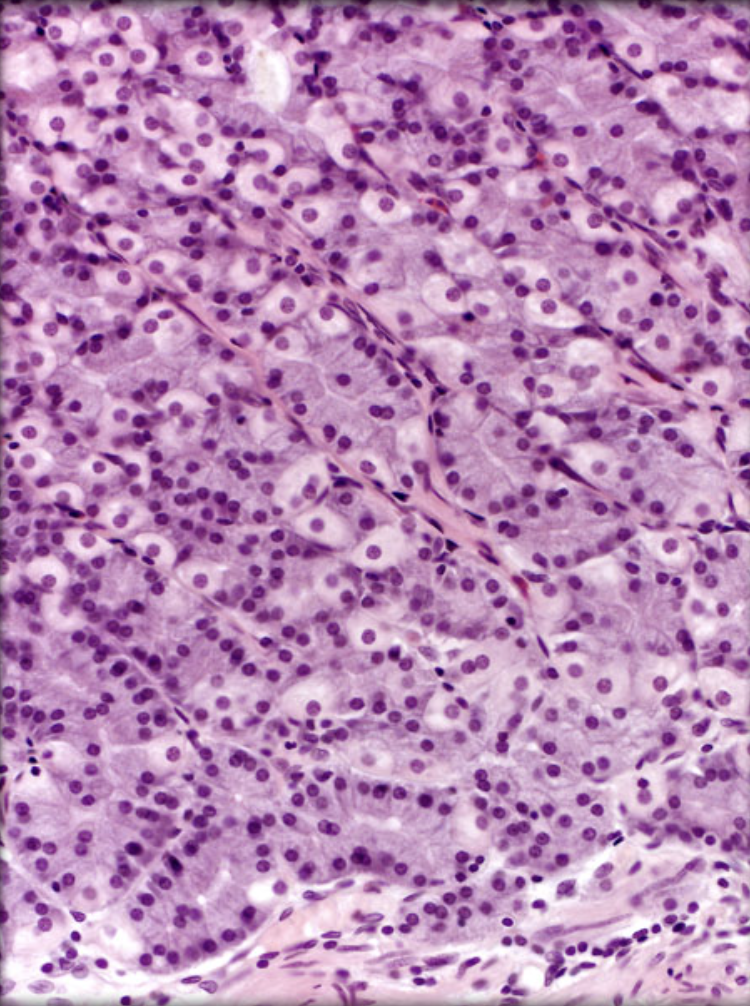 <p>What organ is this?</p>