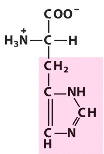 <p><span>Polar amino acid. Positively charged. Basic. [His, H]</span></p>