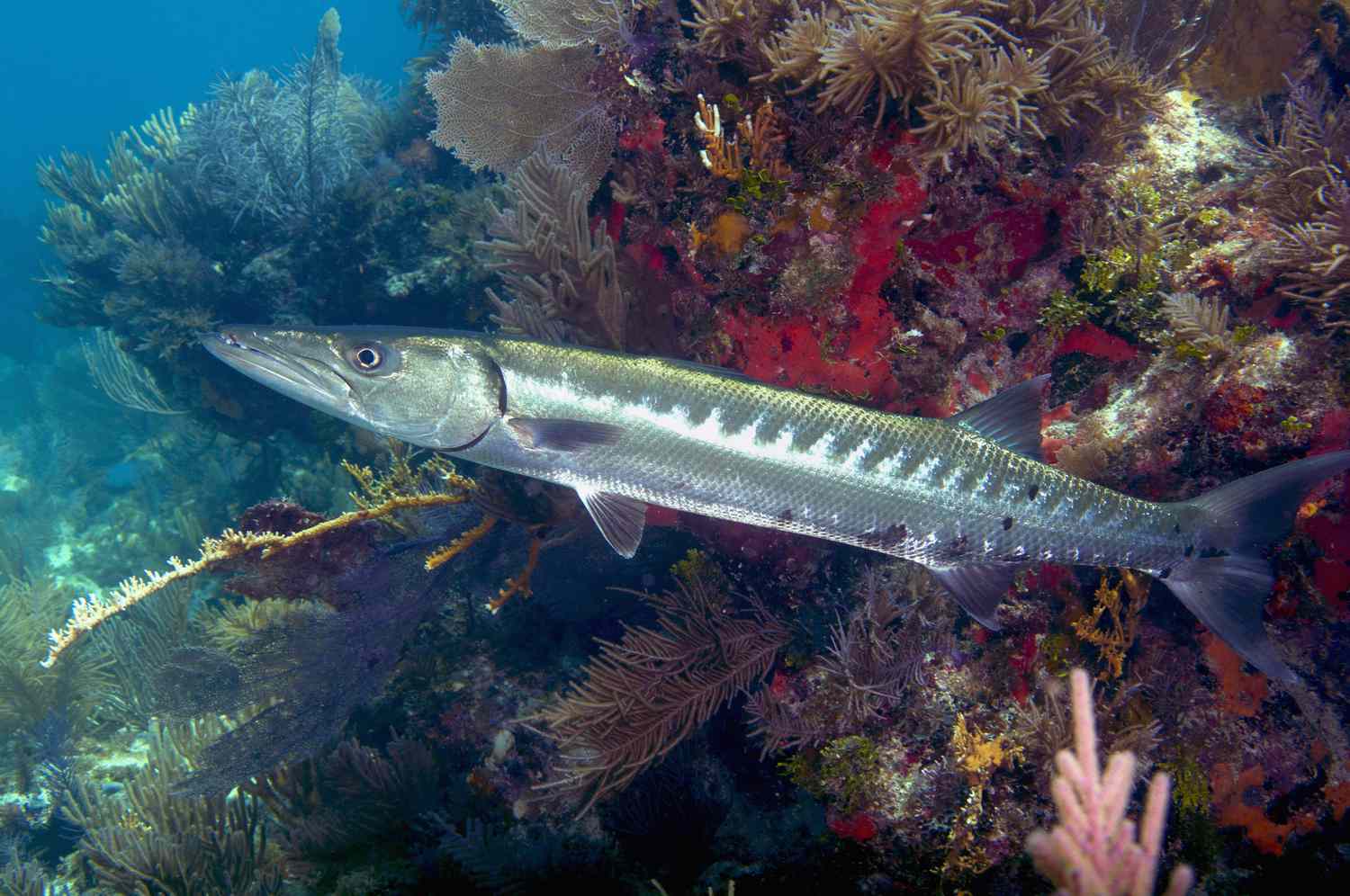 <p>barracuda</p>