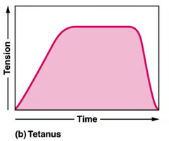 <p><span>tetanus</span><br><br><span>(Note: In tetanus, the rate of muscle</span><br><span>stimulation is so fast that twitches blend together into one smooth constant)</span></p>