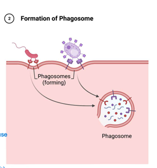 <p>lipid; carbohydrate; detect</p>