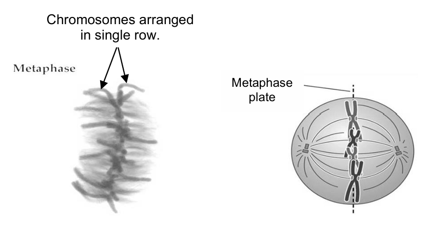 <ol><li><p>spindle fibres attach to the kinetochore at the centromere of the chromosome</p></li><li><p>chromosomes arrange in a single row, at the metaphase<br>plate / equator of the cell</p></li></ol><p></p>