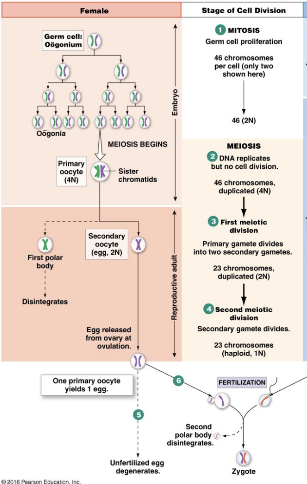 <p><strong>Embryo</strong></p><ul><li><p>Mitosis</p></li><li><p><strong>Meiosis I</strong> <strong>started</strong> (prophase I pause)</p></li><li><p>when females are born, they will have all of the primary oocytes they will need for the rest of their lives</p></li></ul><p><strong>Reproductive Adult</strong></p><ul><li><p>Meiosis I finishes (1 per month</p></li><li><p>Secondary oocyte released</p></li><li><p>Meiosis II starts (pauses in metaphase)</p></li></ul><p><strong>Fertilization</strong></p><ul><li><p><strong>Meiosis II finishes</strong></p></li><li><p>primary oocyte produces 1 egg and polar bodies</p></li><li><p>polar bodies = very small cells with half DNA, only purpose of polar body is to take ½ DNA from egg</p></li><li><p>the egg produced is very large bc it needs to have all resources for development</p></li></ul><p></p>