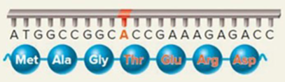 <p>An addition of nucleotides (excluding multiples of three) that produces an entirely new amino acid sequence downstream from the mutation.</p>