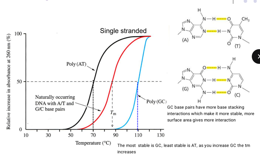 <p>GC base pairs have more base stacking interactions which make it more stable, more surface area gives more interaction</p><p>The most stable is GC, least stable is AT, as you increase GC the tm increases</p><ul><li><p>Tm is linearly related to GC content of DNA, higher Tm = higher stability </p></li></ul><p></p>