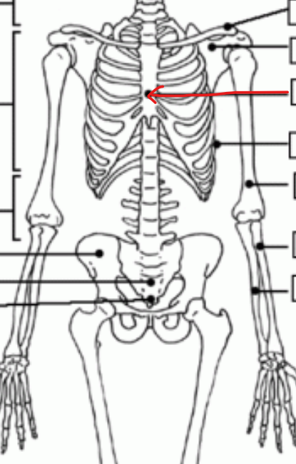 <p>the bone on the spine area superior to the lumbar vertebral </p>