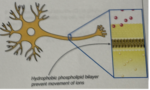 <ul><li><p>prevents the flow of ions (semi-permeable membrane)</p></li><li><p>acts as a divider</p></li><li><p>Membrane acts as an insulator - does not allow electrical current to flow across</p><ul><li><p>Hydrophobic phospholipid bilayer prevent movement if ions</p></li></ul></li></ul><p></p>