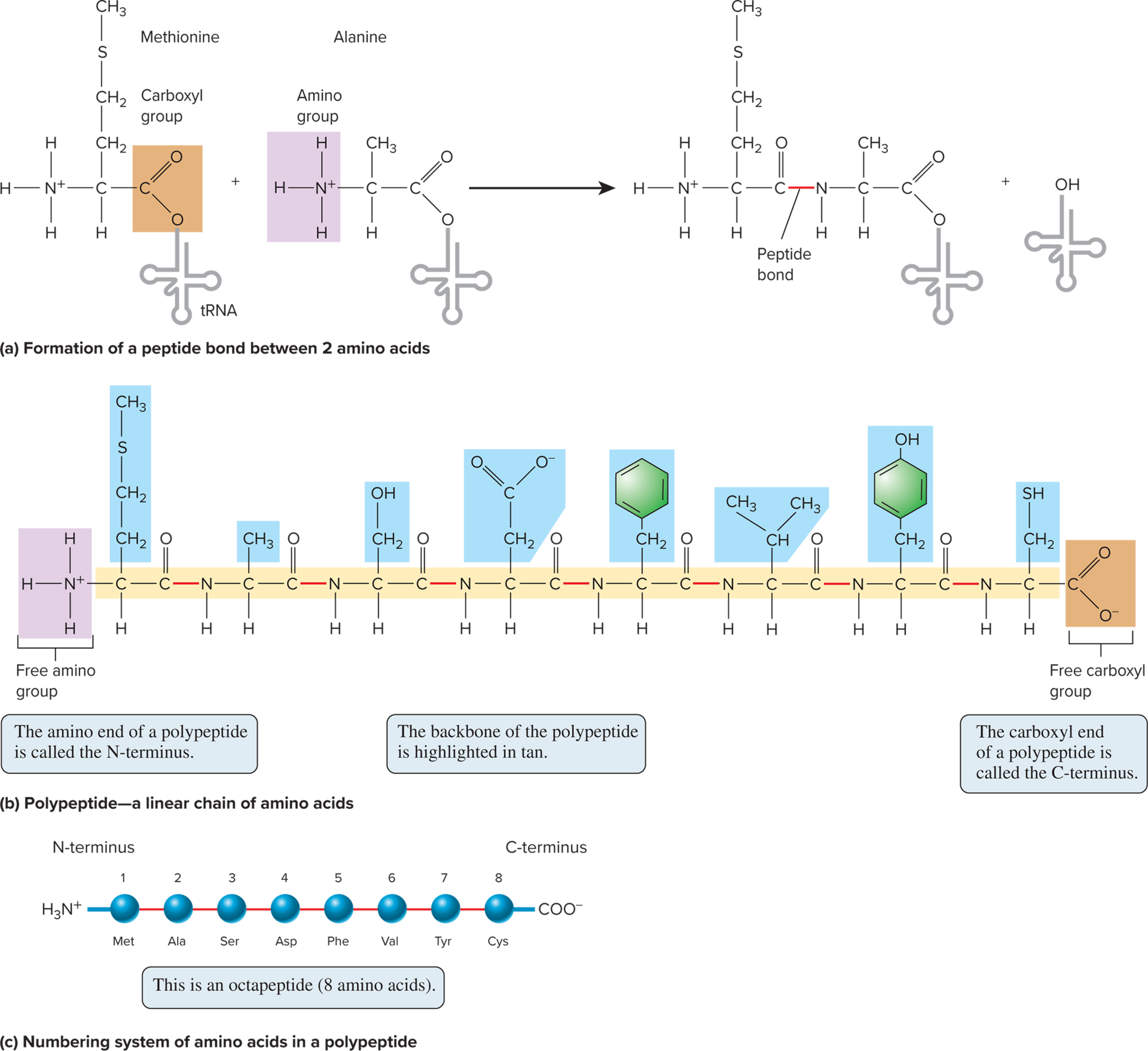 <ul><li><p>a covalent bond that links amino acids in a polypeptide </p></li></ul><p><strong>polypeptide: </strong>a structural unit compose of linear sequence of amino acids </p><ul><li><p>a protein is a functional unit compose of one or more polypeptides that have folded or twisted into precise three- dimensional shapes</p></li></ul><p></p>