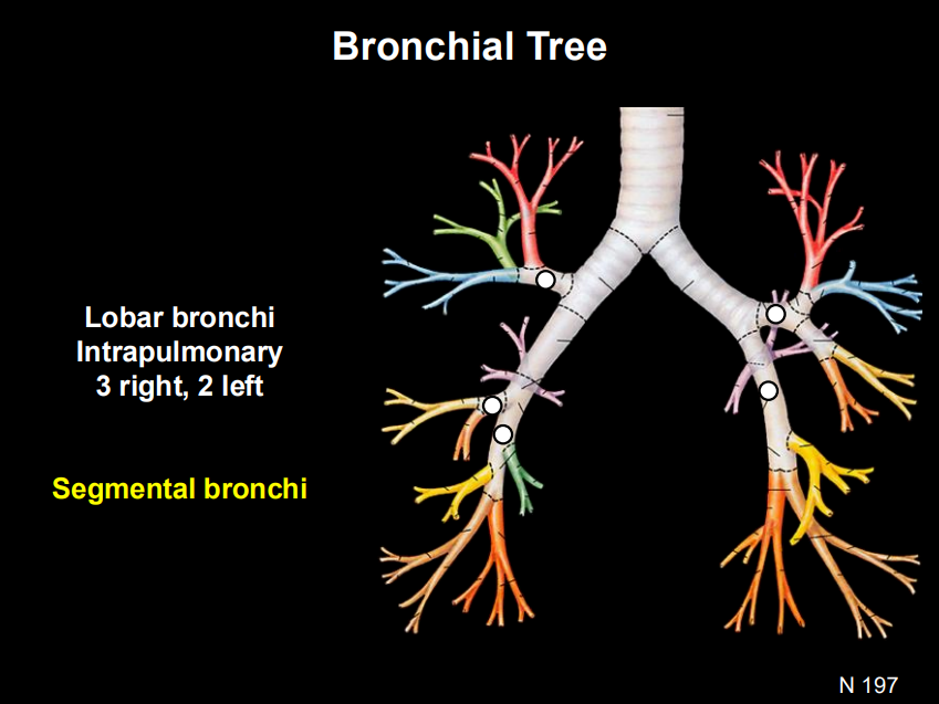 <p><span style="background-color: transparent;"><strong>Branching:</strong> Main Bronchi </span><span style="background-color: transparent; font-family: "Times New Roman", serif;">→</span><span style="background-color: transparent;"> <strong>Lobar (Secondary) Bronchi</strong> (3 right, 2 left) </span><span style="background-color: transparent; font-family: "Times New Roman", serif;">→</span><span style="background-color: transparent;"> <strong>Segmental (Tertiary) Bronchi</strong>.</span></p>