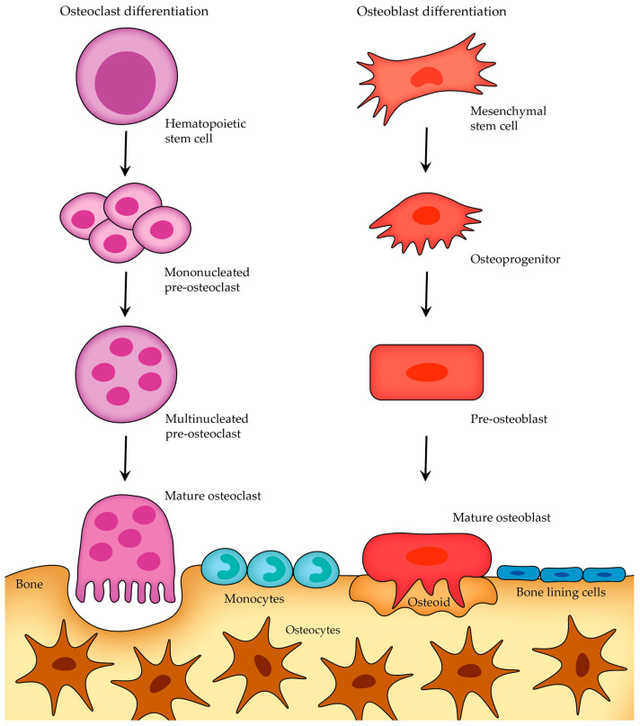What type of bone cell is multinucleate versus mononucleate?