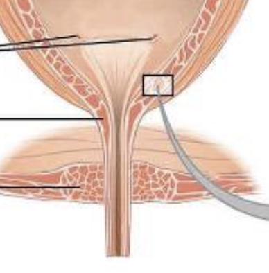 <p><span>the external exit points for urine to leave the body, allowing for waste elimination from the bladder</span></p>