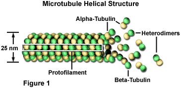 <p>tube-like structure made of 13 protofilaments; each protofilament is a heterodimer of alpha tubulin and beta tubulin, slightly slanted</p>