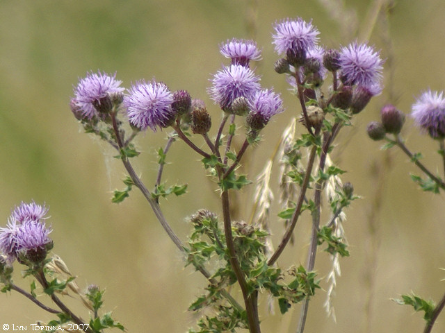 <p>Canada thistle (Compositae)</p>