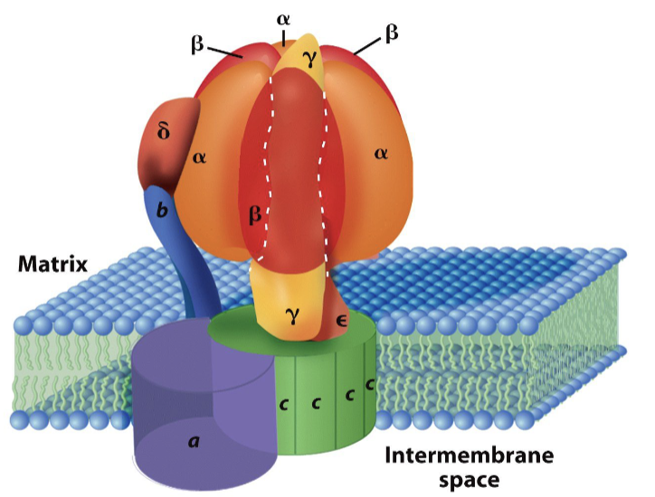 <ul><li><p>a spherical F<sub>1</sub> head (about 90 Å in diameter)</p></li><li><p>a basal section, F<sub>0</sub>, embedded in the inner membrane</p></li><li><p>a central and spherical stalk connecting F<sub>1</sub> and F<sub>0</sub></p></li></ul><p></p>