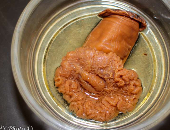 <p>What phylum is this?</p>