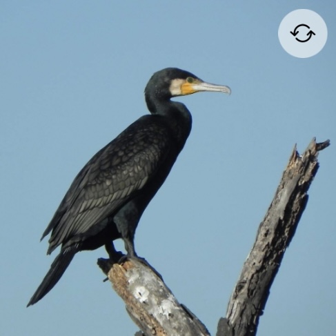 <p>Double-crested cormorant</p>