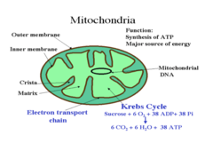<p>The inner membrane of the mitochondria convolutes into what? What does this increase?</p>