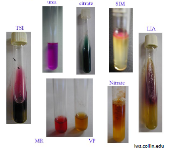 <p>(ignore TSI tube color)</p>