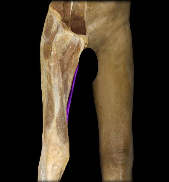 <p>What is this muscle called?</p>