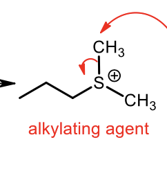 <p>Synthesis of Sulfide Alkylating Agent (Sn2)</p>