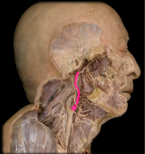 <p>branches supplying the neck and the external skull</p>
