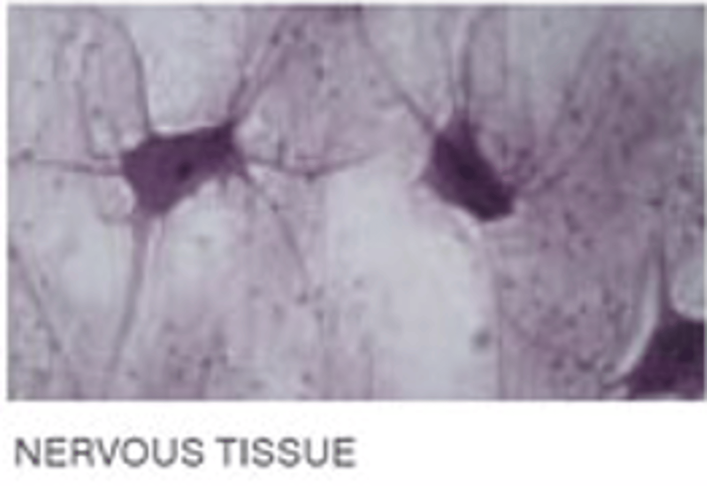 <p>receive stimuli and conduct impulses</p>