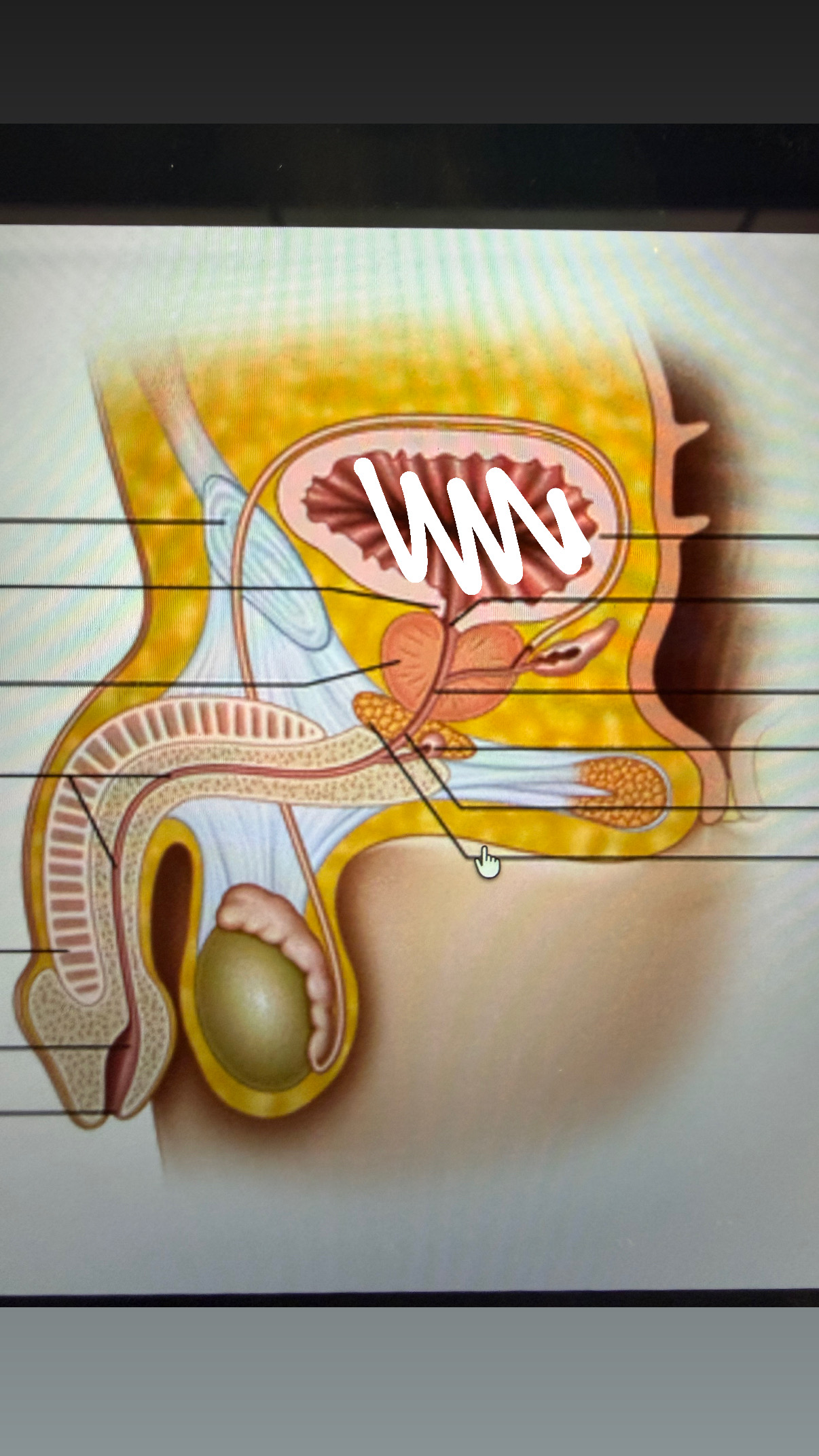 <p>big pouch in urinary system</p>