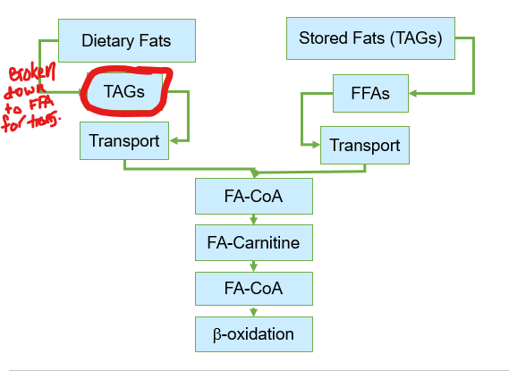 <p>When triacylglycerols are broken down, they yield <strong>free fatty acids</strong> and <strong>glycerol</strong>, each of which enters different metabolic pathways.</p><p>Where are the fatty acids <strong>directed</strong>?</p>