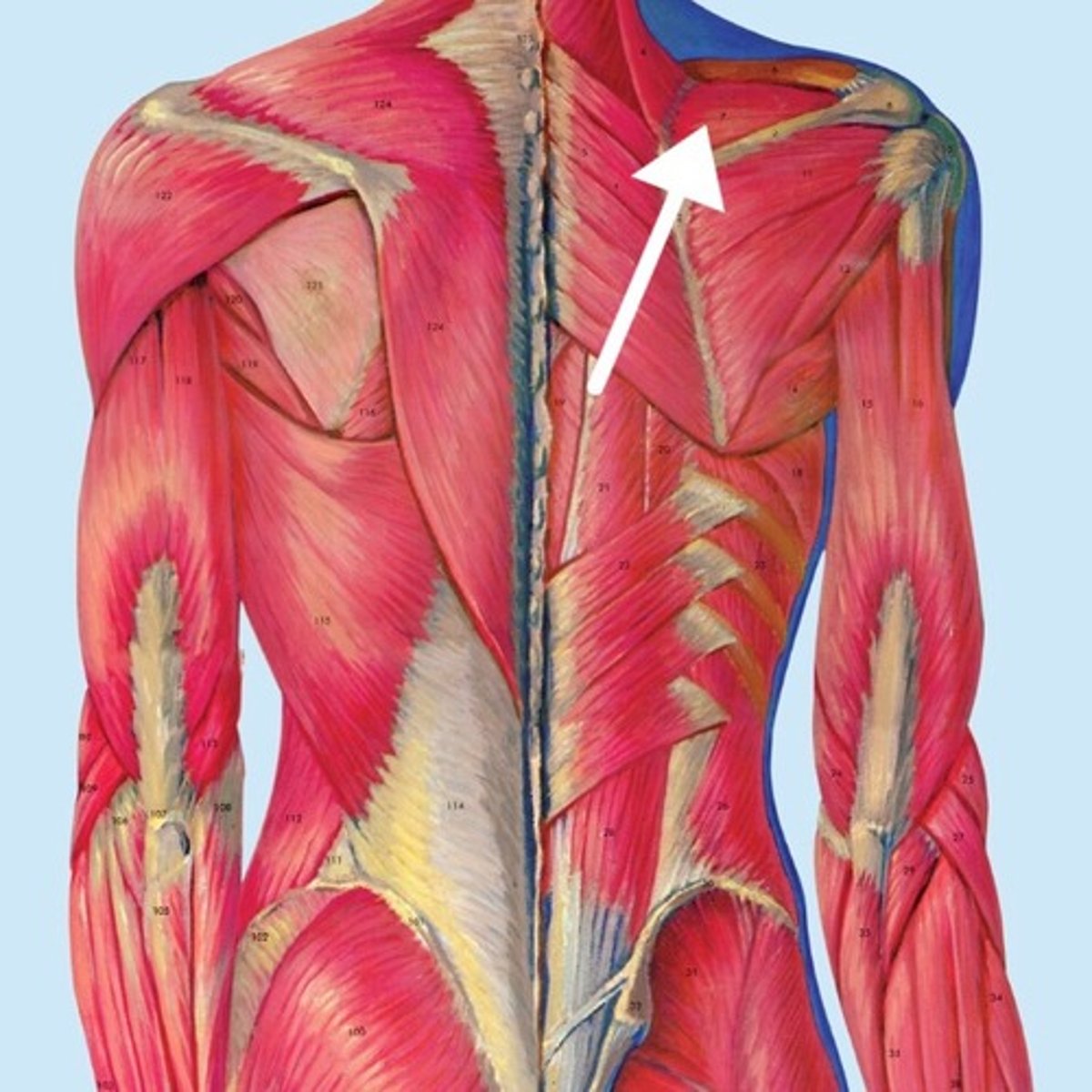 <p>What is this muscle?</p>