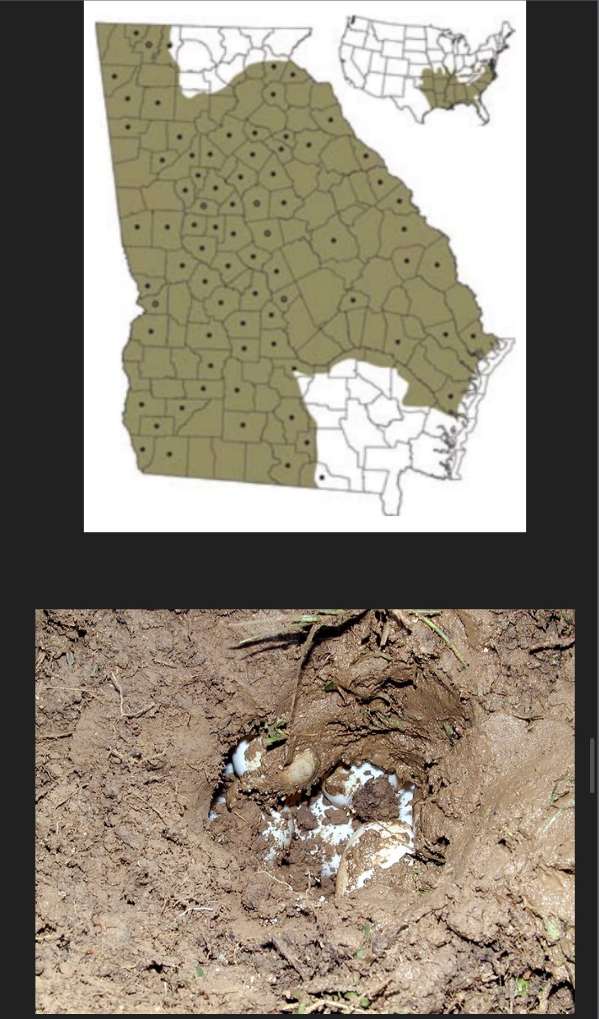 <p>Large creeks and rivers (love rocky shoals near the fall line) spend most of day basking and foraging </p>