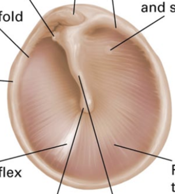 <p>label the parts of the tympanic membrane</p>