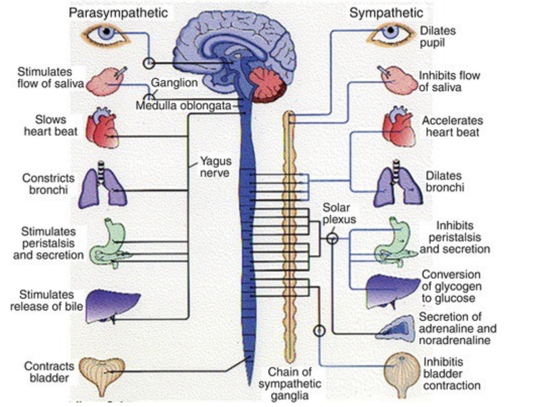 <p>Autonomic nervous system is Divided into 2 parts:</p>
