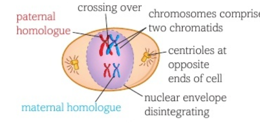 <ul><li><p>meiosis</p></li><li><p>chromatin condenses</p></li><li><p>chromosome supercoils</p></li><li><p>nuclear envelope breaks down</p></li><li><p>chromosomes come together in homologous pairs</p></li><li><p>crossing over between non-sister chromatids</p></li></ul><p></p>