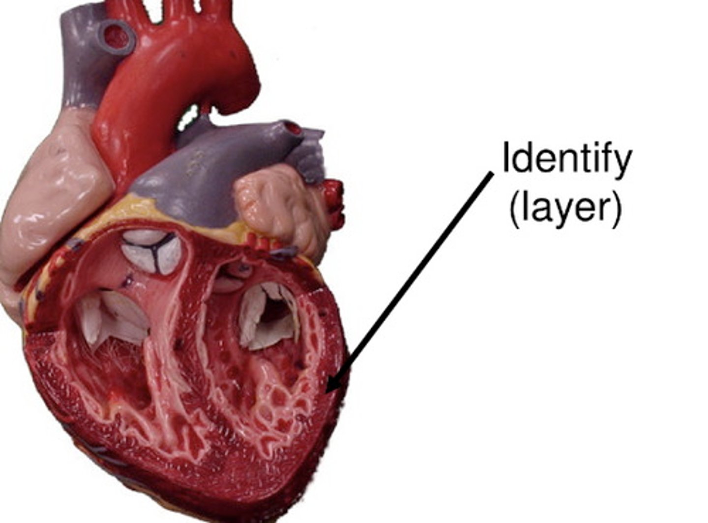 <p>Thick cardiac muscle layer</p><p>Function: contraction</p>
