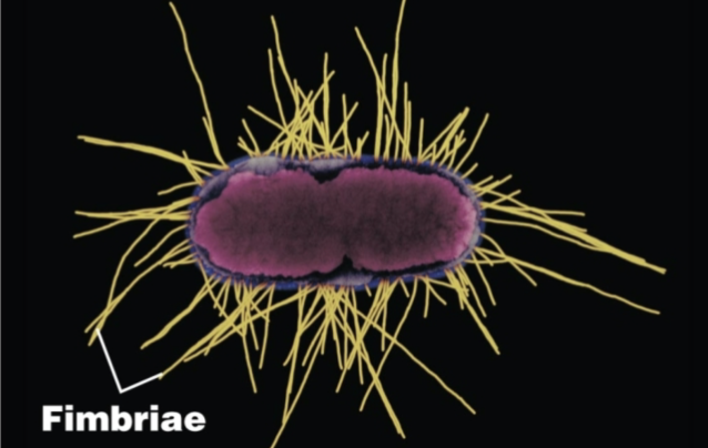<p>Fimbriae: allow attachment</p><p>Pili: Facilitate transfer of DNA from one cell to another, Gliding motility, Twitching motility</p>