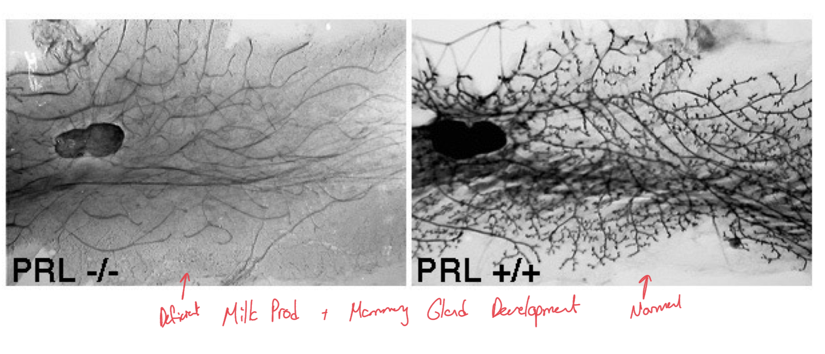 <p>When PRL hormone has been knocked out, removed, there is deficient milk production and mammary gland development as compared to individuals with normal prolactin production/secretion. </p>