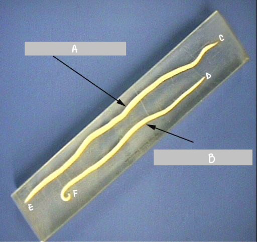 <ul><li><p>This is Ascaris lumbricoides, a parasitic roundworm from phylum nematoda.</p></li></ul><ul><li><p>The male is B, its posterior end is F, where the hooked tail and anus are located. The female is A.</p></li><li><p>Males are smaller than females and have a hooked tail.</p></li><li><p>Point D is the anterior end of the male, where the mouth and three lobes (lips) are located</p></li></ul><p></p>