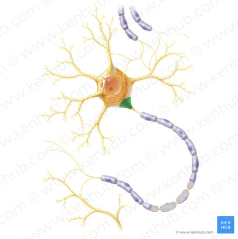 <p>Area where the axon connects to the soma. Trigger zone where action potentials begin.</p>