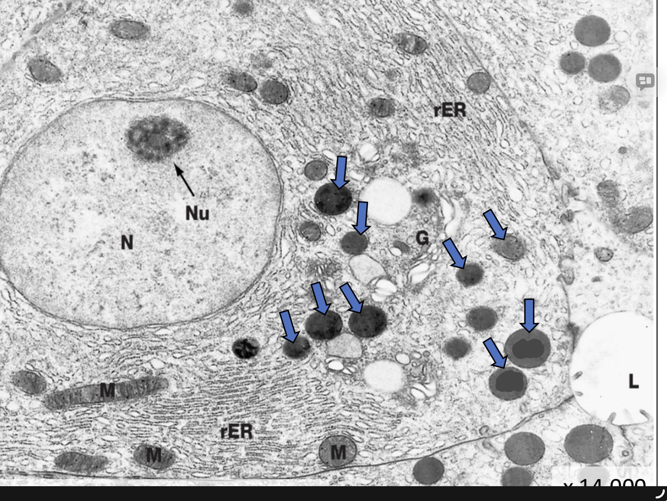 <p>What are the blue arrows? </p>