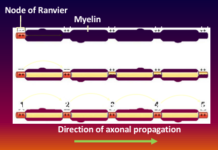 <p>1) initial segment stimulation yields a local disturbance => 2) the disturbance produces an AP at the Ranvier node Nodal depolarization trips the next node in line => 3) after depolarizing nodes are hyperpolarized, preventing the signal from moving backward => 4) the process is faster than continuous conduction, where the impulse must travel the entire unmyelinated neuron</p>