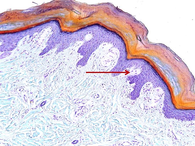 <p>Mô liên kết gì ?</p>