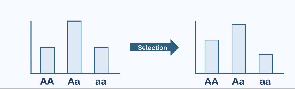 <p>Selection against one allele</p><p></p><p><strong><mark data-color="#NaNNaNNaN" style="color: inherit;">Selection increases frequency of one homozygote relative to the other.</mark></strong></p>