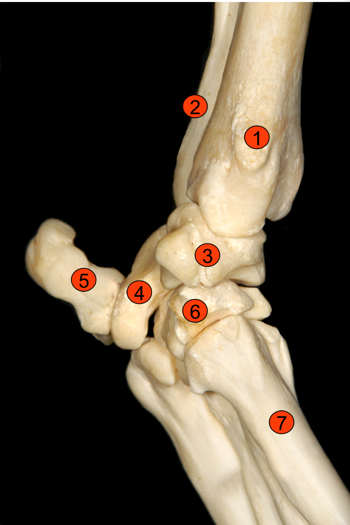 <p>6</p>