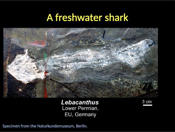 <p>LEBACANTHUS - freshwater shark </p>