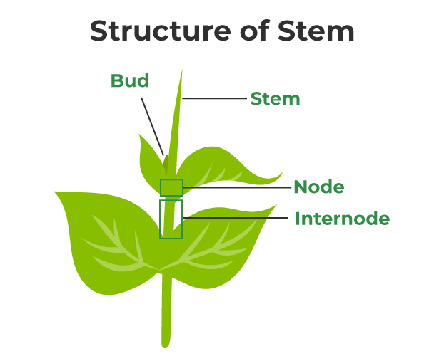 <p>-Are characterized by their <strong>nodes, </strong>which are points of attachment of leaves</p><p><strong>-Internode region</strong>, area between two nodes</p><p><strong>-Axillary bud </strong>usually found in the region btwn leafe and stem</p>