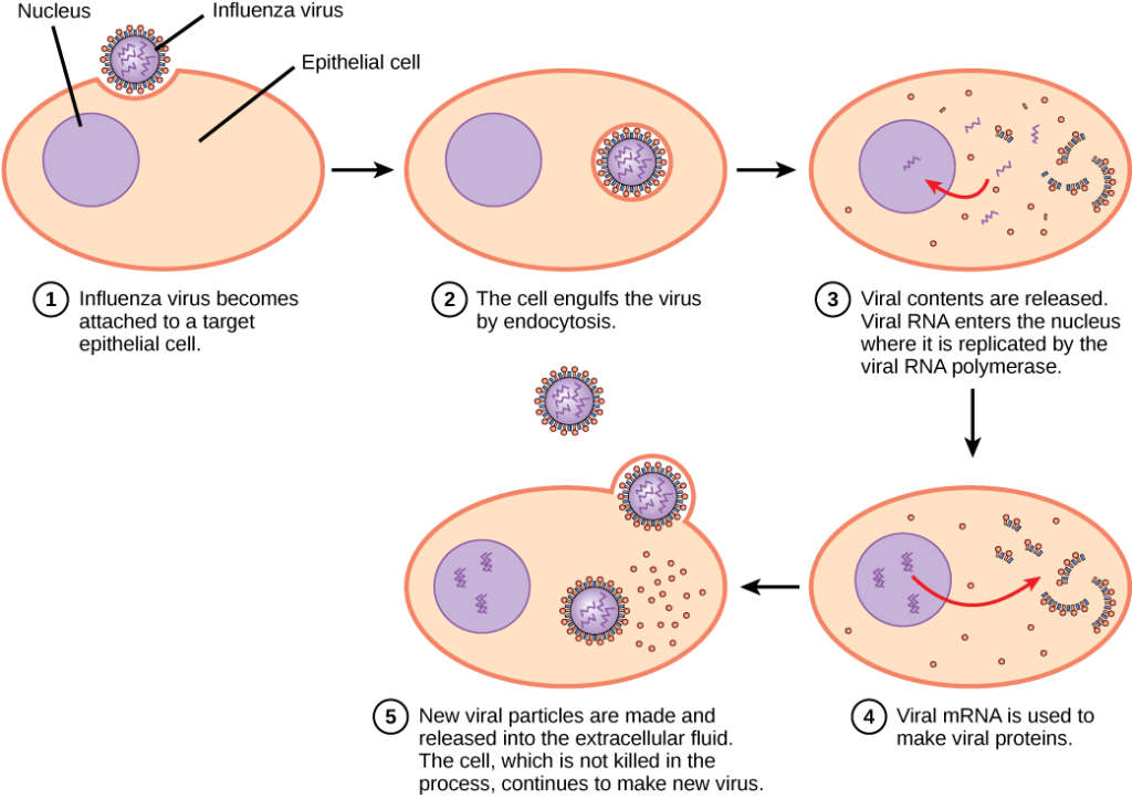 <ol><li><p>attachment/adsorption: requires host cell receptors to match</p></li><li><p>Penetration: T4 lysomizes pore in peptidoglycan, membrane-fusion or R-mediated endocytosis</p></li><li><p>Uncoating/Synthesis: of proheads using ATP</p></li><li><p>Replication</p></li><li><p>Synthesis/Release of progeny (lysis)</p></li></ol><p></p>