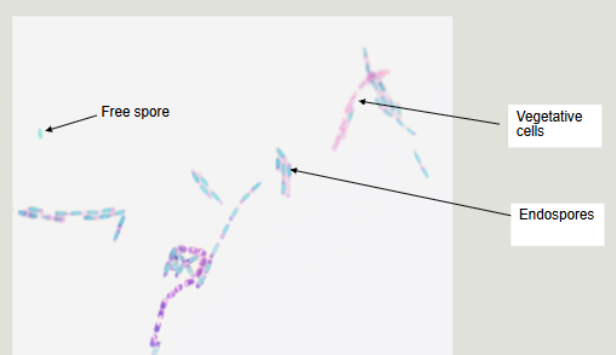 <p>produced by some organisms in response to poor environmental conditions. They are a dormant form of bacteria “doomsday bacteria”. </p><ul><li><p>if they release spore its a <strong>free spore</strong></p></li><li><p>if spore is still inside bacteria then its an <strong>endospore</strong></p></li><li><p>if bacteria is yet to produce spores then its a <strong>vegetative cell</strong></p></li></ul><p></p>